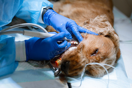 兽医诊所专业牙齿清洁犬的近距离封闭程序 舌头有感应器的麻醉狗 概念图片