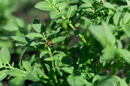 科罗拉多蜜蜂在花园里吃土豆土地产业园艺地球季节生长文化农场漏洞乡村图片