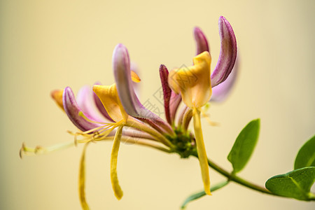 日本蜂蜜 中华药草和鲜花图片