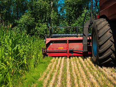 夏季收割小麦 工作在领域的红色收割机 金黄成熟的小麦收获农机收割机在田间国家草地拖拉机金子场地农民大麦收成生长农业图片