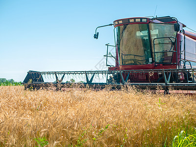 夏季收割小麦 工作在领域的红色收割机 金黄成熟的小麦收获农机收割机在田间拖拉机生产农田耳朵草地植物稻草农民玉米生长图片