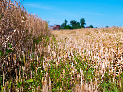 夏季收割小麦 收割机操作后的剪切小麦条 田间成熟小麦的金穗晴天环境植物日落农村收成面包国家太阳草地图片