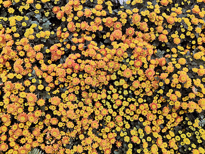 橙菊花妈妈们植物群红色橙子黄色花园花瓣植物学绿色花朵图片