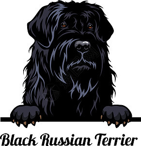 窥视犬 - 黑俄罗斯梗 - 犬种 在白色背景上被隔离的狗头的彩色图像图片