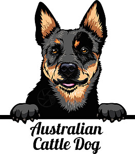 窥视犬 - 澳大利亚牧牛犬 - 犬种 在白色背景上被隔离的狗头的彩色图像图片