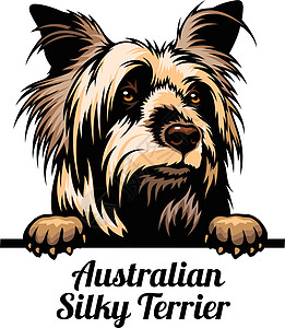 窥视犬 - 澳大利亚丝毛梗 - 犬种 在白色背景上被隔离的狗头的彩色图像图片