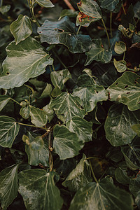 以树为背景的绿色脱饱和植物超级紧闭活力热带气候生长墙纸黑暗曲线生态水平花瓣背景图片