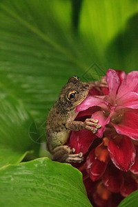 挂在缅甸金吉花的宝石上 是松林树树蛙花卉动物大眼睛热带婴儿野生动物红花青蛙少年图片
