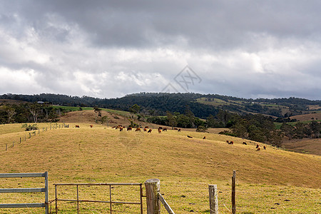 山坡上产奶牛牧场风光田园食物挤奶草地农村生活方式天空场地农业图片