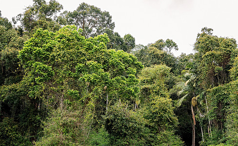 热带雨林林地晴天杂草木头雨林季节森林环境害虫旅行图片