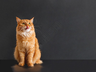 长得像狮子一样装扮 脸上表情超帅的可爱小姜猫红色宠物寓言国王哺乳动物胡须黑色姿势内心动物图片