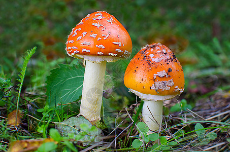 秋天森林的青蛙脚凳上有毒蘑菇毒菌栖息地植物学木头药品树木危险苔藓食物植物图片
