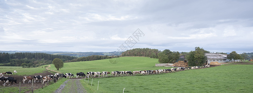 德意志埃菲尔农村地貌的一排长排奶牛图片