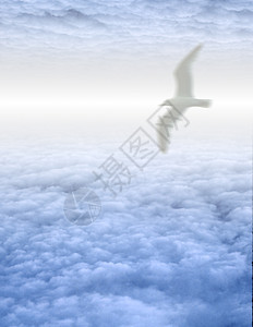 云中的白鸟图片