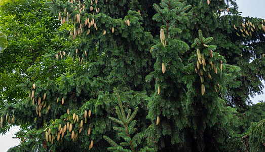 森林中蓝色云杉的幼锥 在森林中生长的云杉上有锥体和针叶的树枝 树枝上的云杉球果图片