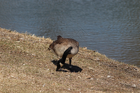 在TaHaZouka公园玩野鹅田园水鸟荒野风光蓝色观鸟羽毛池塘野生动物游泳图片