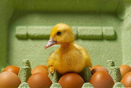新生鸭子坐在绿纸盘里的鸡蛋上婴儿孵化食物农场干草手工动物家禽鸟类橙子图片