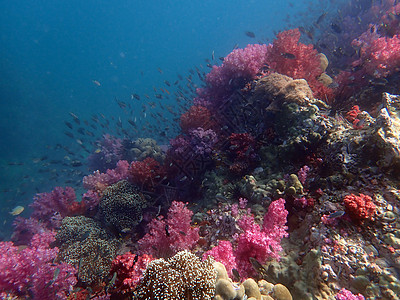 海水下的海洋生物 水下风景摄影学和海底景观摄影珊瑚海底世界潜水海上生活动物活动旅游主题脊椎动物生活图片