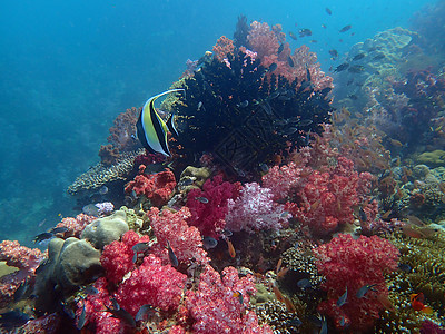 海水下的海洋生物 水下风景摄影学和海底景观摄影主题动物海洋旅游活动海底世界珊瑚生活海上生活游泳背景图片