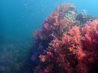 海水下的海洋生物 水下风景摄影学和海底景观摄影主题海底世界海上生活潜水旅游珊瑚生活活动海洋动物图片