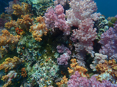 印度洋安达曼海Lipe岛多彩珊瑚礁旅行动物海洋潜水活动背景图片