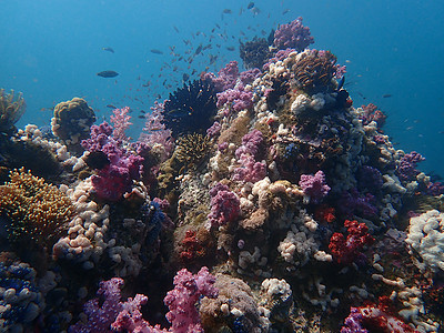 海水下的海洋生物 水下风景摄影学和海底景观摄影海底世界珊瑚主题旅游活动脊椎动物海洋海上生活动物生活背景图片