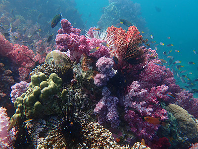海水下的海洋生物 水下风景摄影学和海底景观摄影海底世界生活动物珊瑚脊椎动物活动旅游游泳海洋海上生活图片