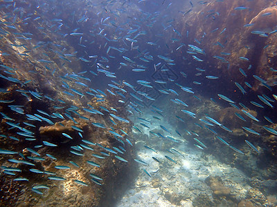 海水下的海洋生物 水下风景摄影学和海底景观摄影海洋旅游脊椎动物活动主题游泳生活海底世界珊瑚动物图片