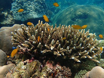 海水下的海洋生物 水下风景摄影学和海底景观摄影游泳海上生活海洋生活海底世界动物珊瑚旅游活动脊椎动物图片