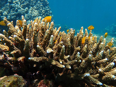 海水下的海洋生物 水下风景摄影学和海底景观摄影潜水生活活动主题动物珊瑚海洋海底世界游泳脊椎动物图片