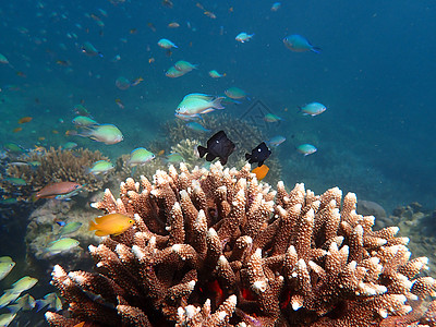 海中有珊瑚的海鱼 水下风貌与海洋生物海底世界游泳野生动物脊椎动物主题动物海洋海上生活背景图片