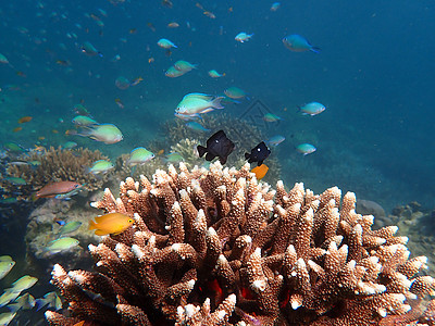 海中有珊瑚的海鱼 水下风貌与海洋生物海底世界游泳野生动物脊椎动物主题动物海洋海上生活背景图片