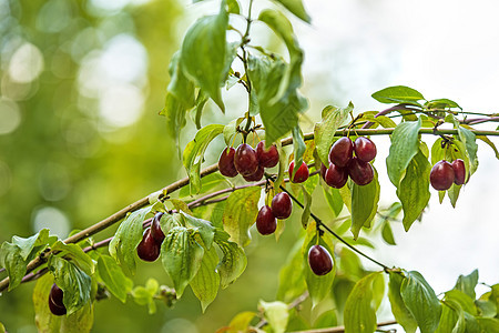 日本玉米樱桃和成熟果实康复疗法制药水果中医草本植物植物自然草本宏观图片