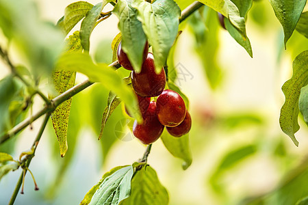 日本玉米樱桃和成熟果实疗法制药红色水果宏观中医植物草本康复自然图片