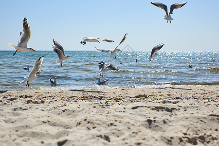 海鸥在夏天飞过黑海沙海滨上空 d生活荒野蓝色海岸翅膀天空羽毛支撑旅行白色图片