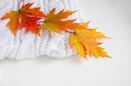 秋天的组成 白色针织围巾上的五颜六色的树叶 秋天的概念 平面布局 顶视图 复制空间桌子植物叶子高架织物橙子平铺毯子季节湿气图片