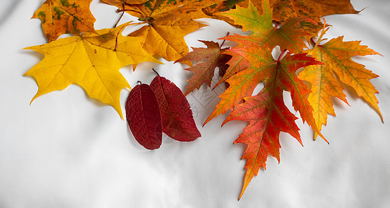 秋叶树叶在白色背景上徘徊落叶标本馆梧桐树森林季节植物橙子橡木植物学金子图片
