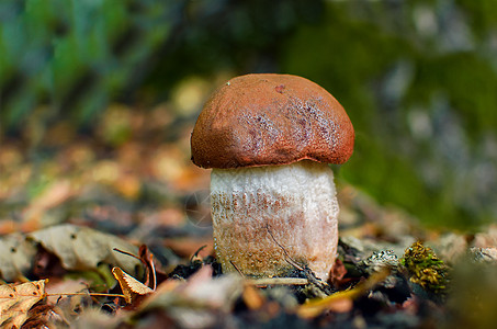 蘑菇花草菜 可食用橙色帽蘑菇 在绿苔树中生长栖息地环境宏观苔藓孢子木头烹饪荒野饮食菌丝体图片