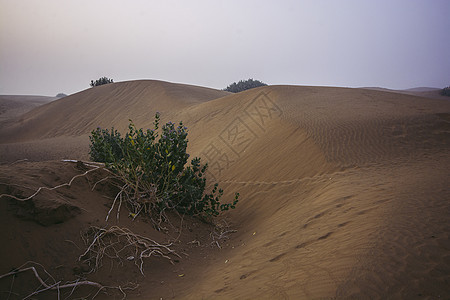 日落时沙丘与沙漠植物城市风景地平线天空气候环境大地干旱场景背景图片