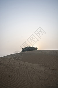 日落时沙丘与沙漠植物场景地平线气候天空大地环境风景干旱城市图片