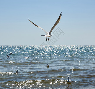 海鸥在夏天飞过黑海沙海滨上空 d自由羽毛野生动物海滩晴天翅膀支撑蓝色动物群海鸟图片