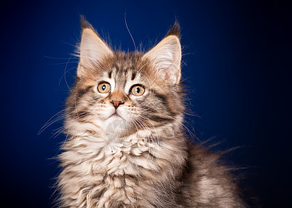 蓝色缅因熊蓝小猫动物猫科动物宠物虎斑胡须婴儿头发孩子动物群血统图片