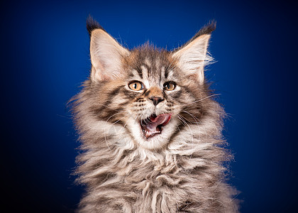 蓝色缅因熊蓝小猫虎斑血统猫咪哺乳动物舌头眼睛动物工作室胡须婴儿图片