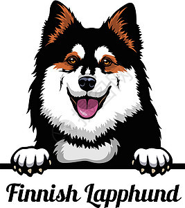 芬兰Lapphund头领 - 狗品种 在白色背景下被孤立的狗头的彩色图像图片