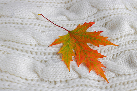 秋天的组成 白色针织围巾上的五颜六色的树叶 秋天的概念 平面布局 顶视图 复制空间平铺情绪作品湿气木头植物围巾毯子叶子墙纸图片
