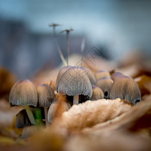 草地上生长的蘑菇 有毒的蘑菇植物群魔法中毒湿度树叶日光生物学公园花园照片图片