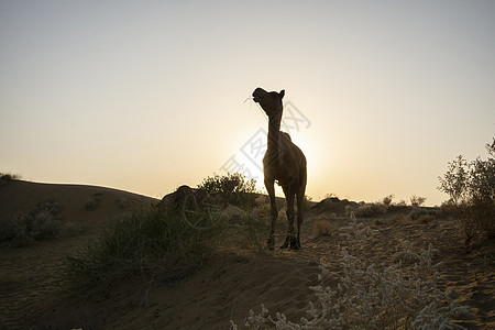 拉贾斯塔Jaisalmer的Thar沙漠 黄昏时沙漠中的骆驼图片