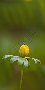 自然园中的柔软花朵植物花头生长墙纸晴天树枝摄影园艺背景叶子图片