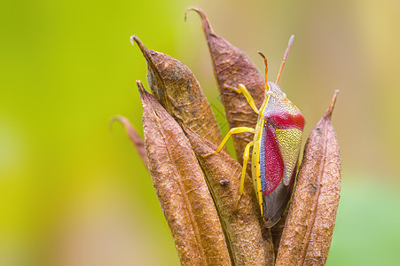 a 草原植物上的小甲虫昆虫漏洞瓢虫宏观蝴蝶生物学蜘蛛害虫叶子眼睛野生动物图片