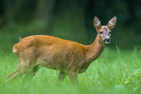 一只年轻的雌鹿 在青绿草地上动物群木头警报野生动物耳朵捕食者哺乳动物荒野毛皮小麦图片